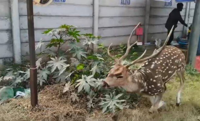 హెచ్​సీయూ అడవి నుండి బయటకొచ్చిన జింక.. కారు ఢీకొట్టడంతో మృతి