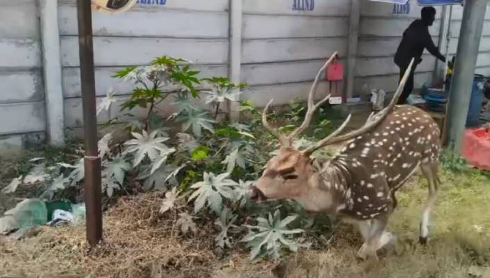 హెచ్​సీయూ అడవి నుండి బయటకొచ్చిన జింక.. కారు ఢీకొట్టడంతో మృతి